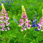 A trio of pink lupine in Cowee meadows on June 3. (Photo by Denise Carroll)