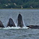 Humpbacks bubble net feeding on June 10. (Photo by Janice Gorle)