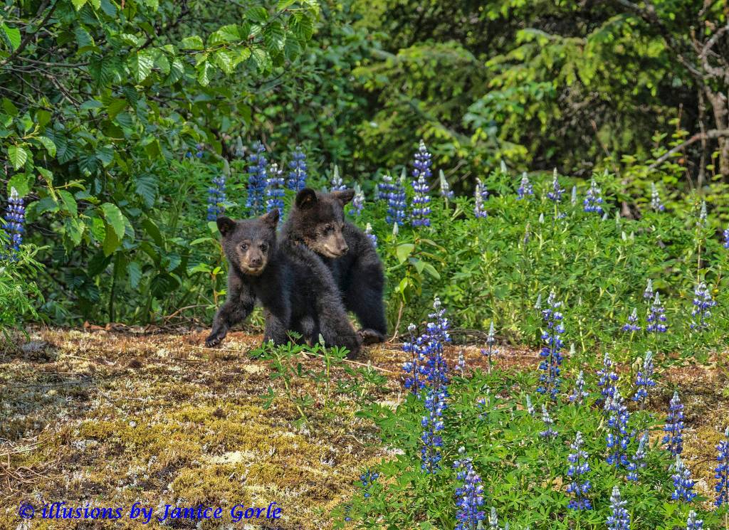 Baby bears and Lupine can&rsquo;t get any better than that. (Photo by Janice Gorle)