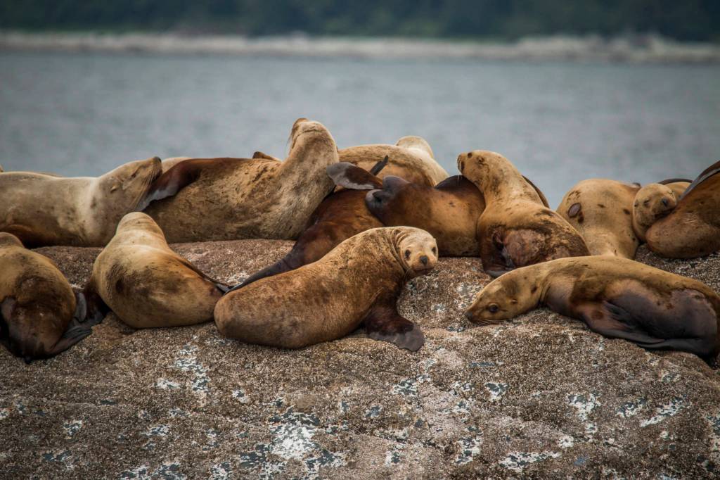 Sea lions are seen on a trip to Tracy Arm. (Photo by Steve Halama)