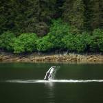 Whale Hello There: An energetic Whale Waving to the boat as it leaves the fjord at Tracy Arm. (Photo by Steve Halama)