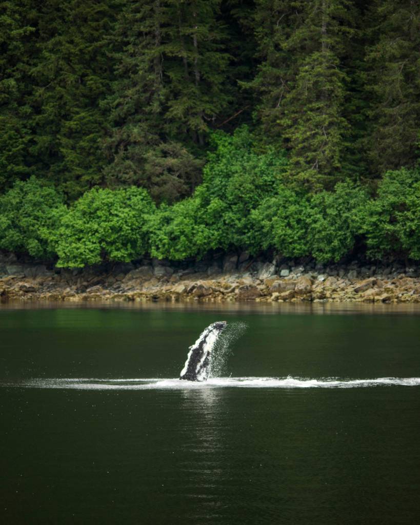 Whale Hello There: An energetic Whale Waving to the boat as it leaves the fjord at Tracy Arm. (Photo by Steve Halama)