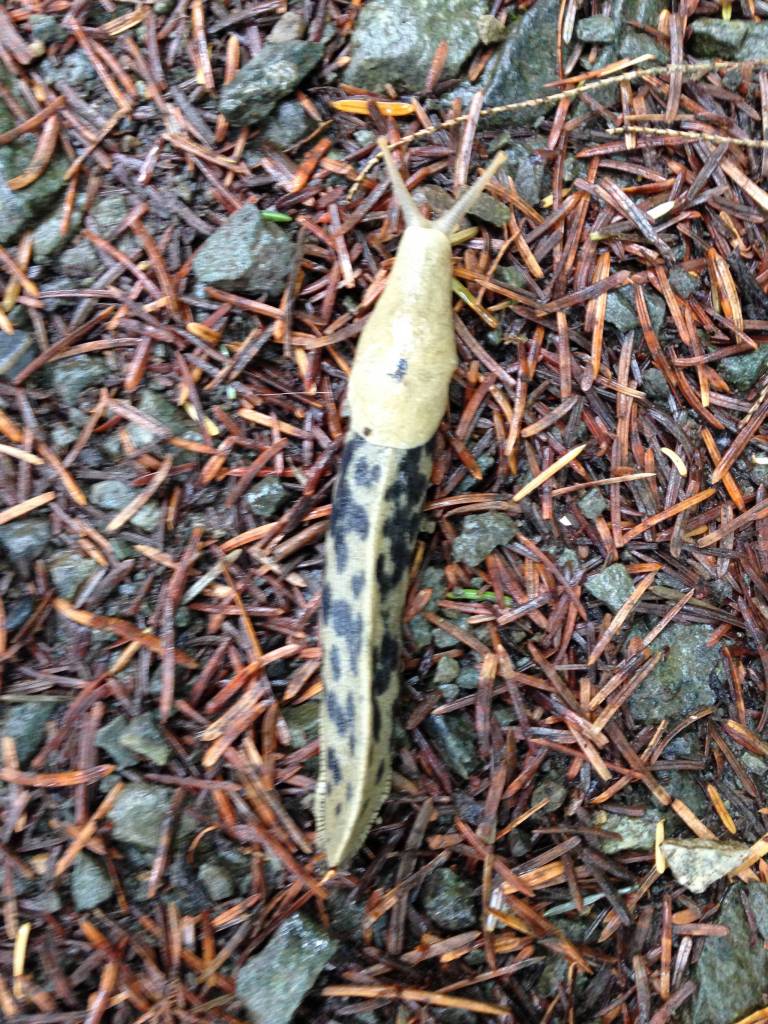 Ariolimax columbianus or banana slug, a gastropod common in Southeast Alaska. This specimen was seen on Pt Louisa trail mid-summer. (Photo by Anthony Pope)