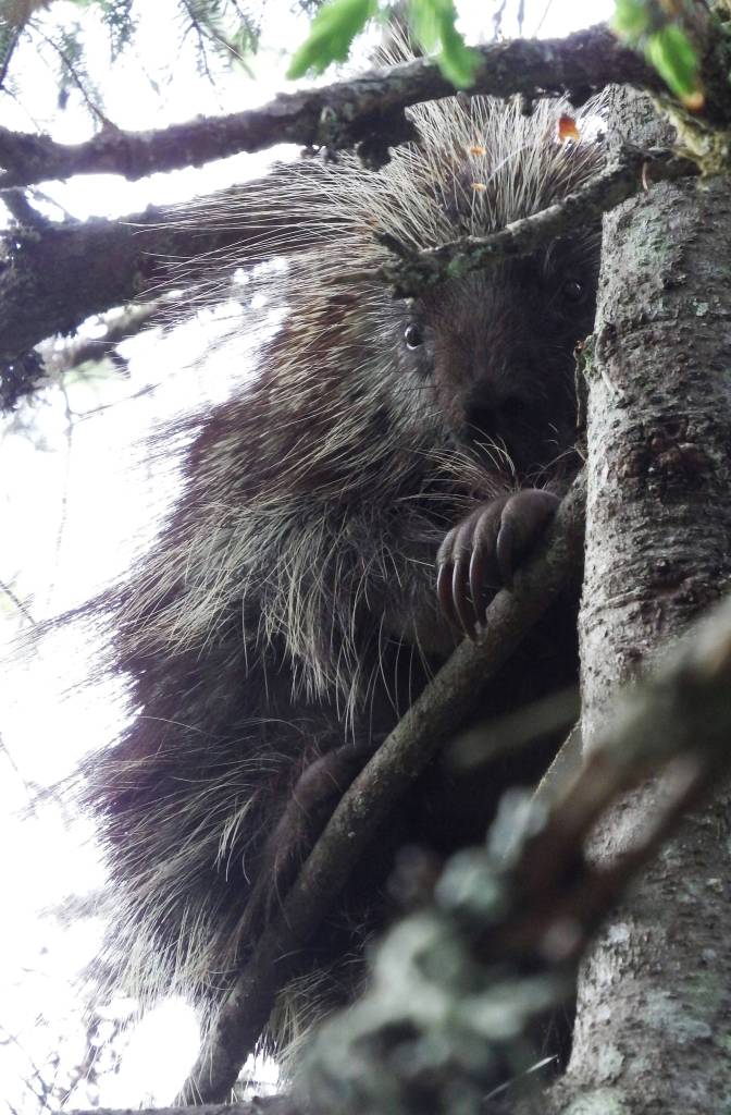 A porcupine peers down from its perch near the Mendenhall Campground in early June. (Photo by Linda Shaw)