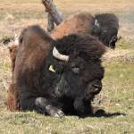 A wood bison enjoys the sun at the Alaska Wildlife Conservation Center near Portage in late May. Wood bison were reintroduced to Alaska in 2015 near the village of Shageluk in western Alaska and are so far surviving. (Photo by Linda Shaw)