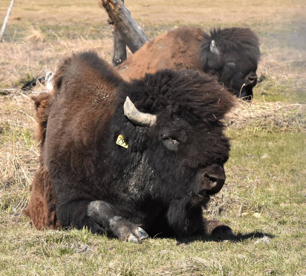 A wood bison enjoys the sun at the Alaska Wildlife Conservation Center near Portage in late May. Wood bison were reintroduced to Alaska in 2015 near the village of Shageluk in western Alaska and are so far surviving. (Photo by Linda Shaw)