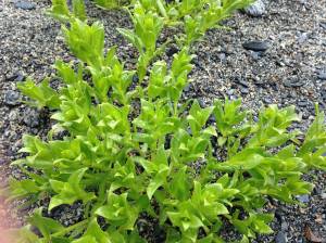 Beach greens. (Photo by Corinne Conlon)
