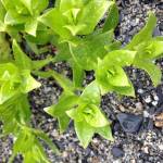 You can use the entire beach green stalk. (Photo by Corinne Conlon)