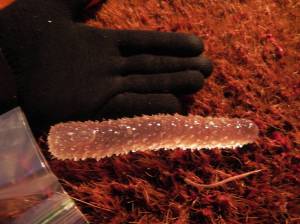 A pyrosome caught on a commercial longlining boat this year off Sitka. (Photo courtesy Karen Johnson)
