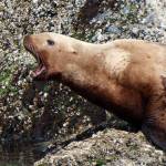 A sea lion barks orders to the rest of the pod on a haul-out in Stephens Passage on June 8. (Photo by Denise Carroll)