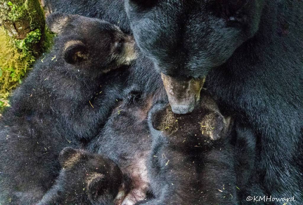 Mom nursing her three cubs at the glacier on June 11. (Photo by Kerry Howard)
