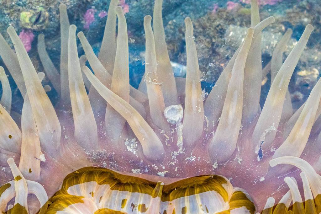 A colorful anemone at low tide on June 11. (Photo by Kerry Howard)