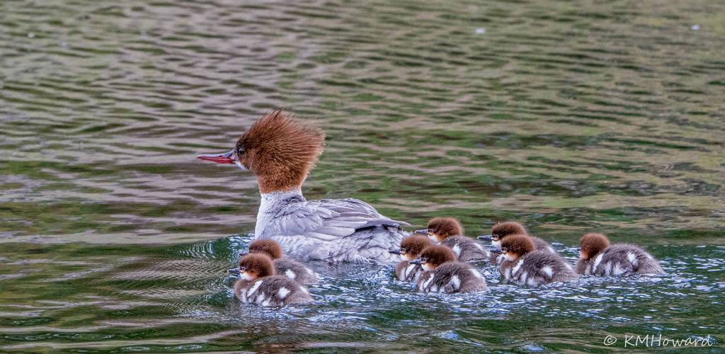 Common merganser and her paddle of ducklings on June 14. (Photo by Kerry Howard)