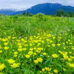 Buttercups cover the wetlands on June 10. (Photo by Kerry Howard)