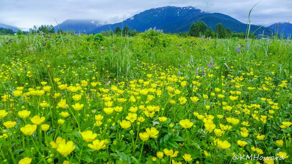 Buttercups cover the wetlands on June 10. (Photo by Kerry Howard)