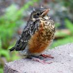 A fledgling robin with fluffy head feathers is seen in June. (Photo by Linda Shaw)