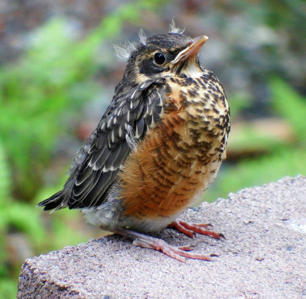 A fledgling robin with fluffy head feathers is seen in June. (Photo by Linda Shaw)
