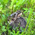 A little bunny is spotted by a biking photographer along North Douglas road on June 18. (Photo by Sandy R. Williams )