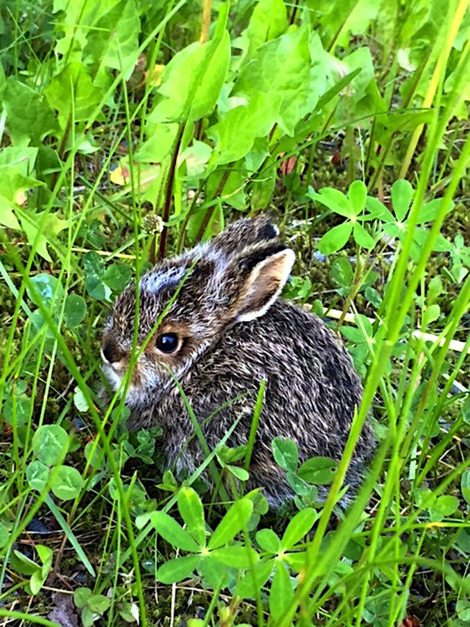 A little bunny is spotted by a biking photographer along North Douglas road on June 18. (Photo by Sandy R. Williams )