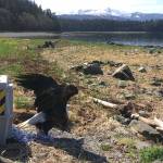 Ready to fly. (Photo courtesy of the Juneau Raptor Center)