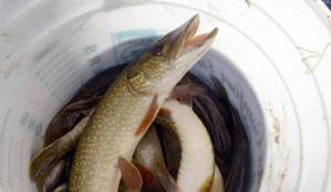 They’re here: It’s invasive species awareness week