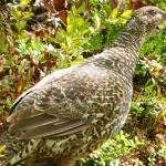 A female rock ptarmigan on Angel Rocks Trail outside of Fairbanks on June 23. (Photo by Denise Carroll)