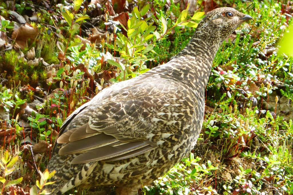 A female rock ptarmigan on Angel Rocks Trail outside of Fairbanks on June 23. (Photo by Denise Carroll)
