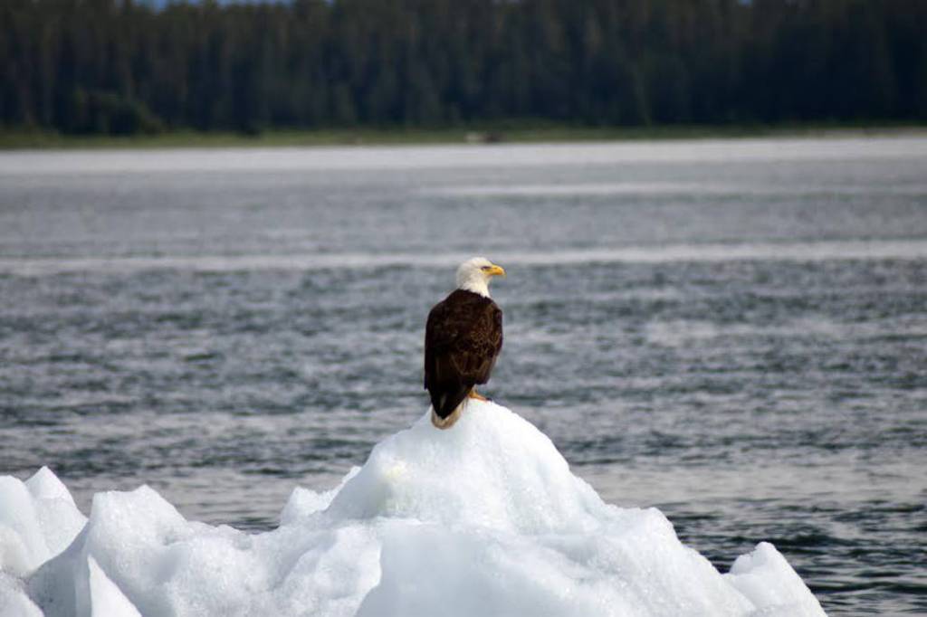 A bald eagle sits on an iceberg near Tracy Arm. (Photo by Denny Corson)