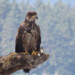 An eagle at Eagle Beach. (Photo by Cynthia Donaldson)