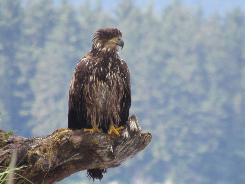 An eagle at Eagle Beach. (Photo by Cynthia Donaldson)