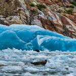 Harbor seals in Tracy Arm. (Photo by Janice Gorle)