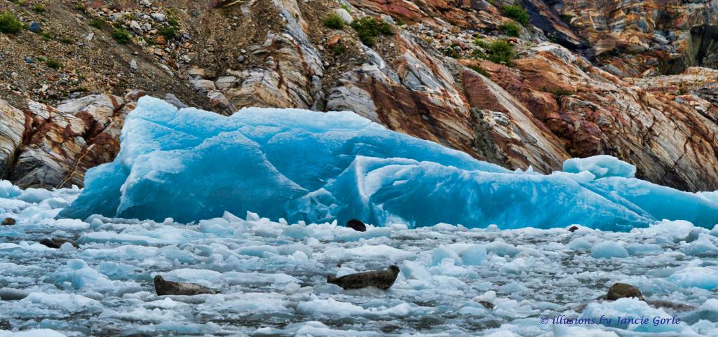 Harbor seals in Tracy Arm. (Photo by Janice Gorle)