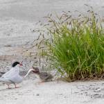Down the Hatch! An Arctic tern feeds one of her chicks a large fish on June 18. (Photo by Kerry Howard)