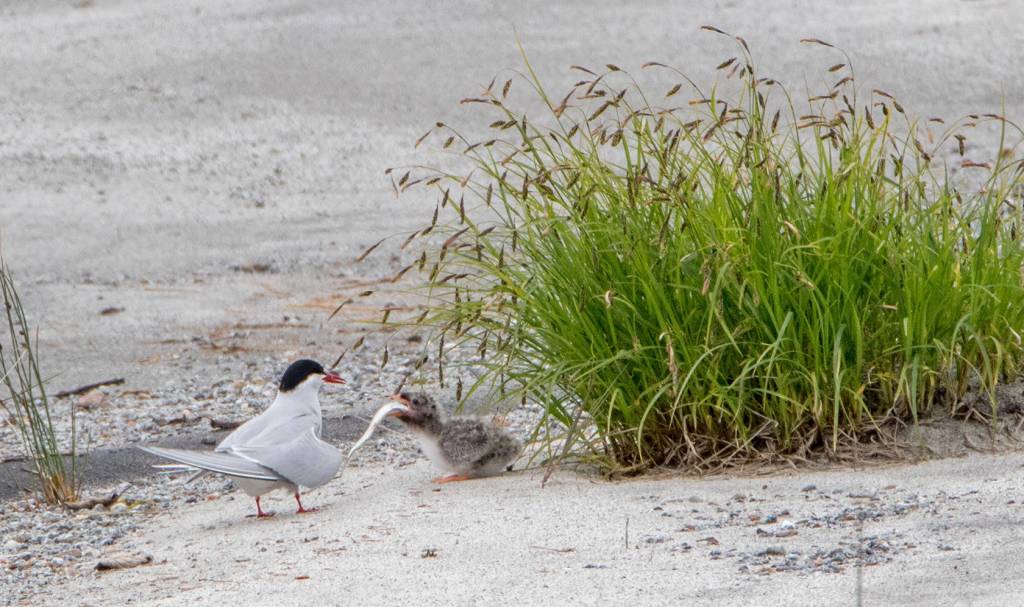 Down the Hatch! An Arctic tern feeds one of her chicks a large fish on June 18. (Photo by Kerry Howard)
