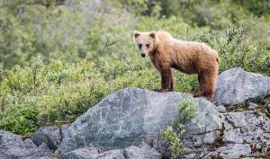 A brown bear poses before disappearing into the brush near Glacier Bay. (Photo by Kerry Howard)
