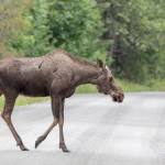 Gustavus Traffic Jam. (Photo by Kerry Howard)