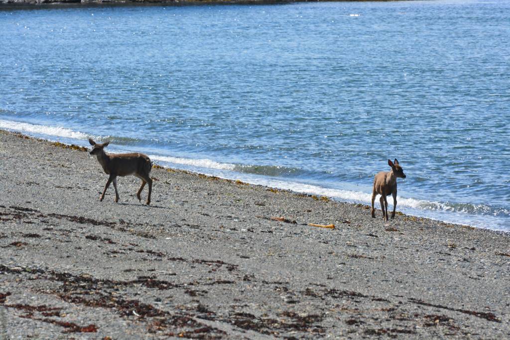 This photo of yearling Sitka black-tailed deer was taken last week on an island in the Channel Islands State Marine Park. (Photo by Jerry Reinwand)