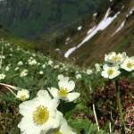 Narcissus-flowered anemone. (Photo by Deborah Rudis)