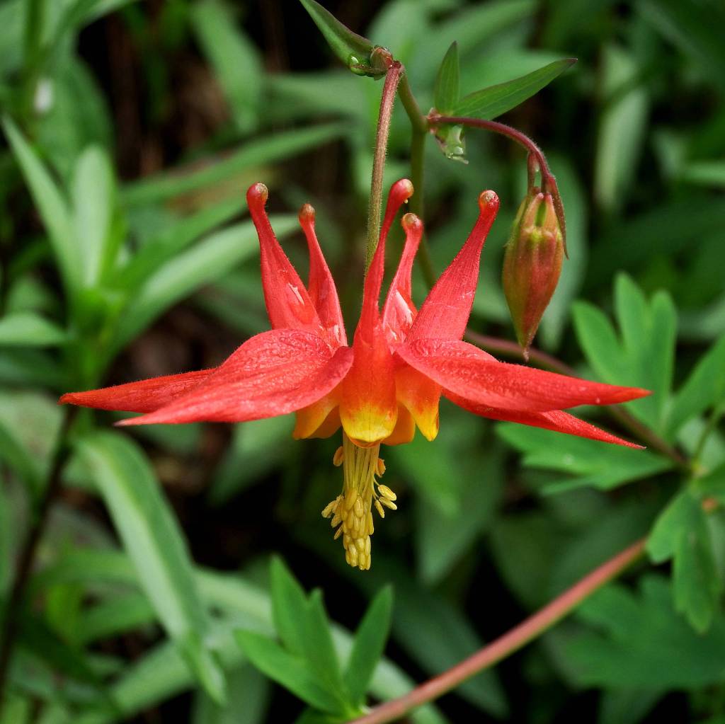 Red Columbine blooming on the West Glacier Trail on June 18. (Photo by Linda Shaw)
