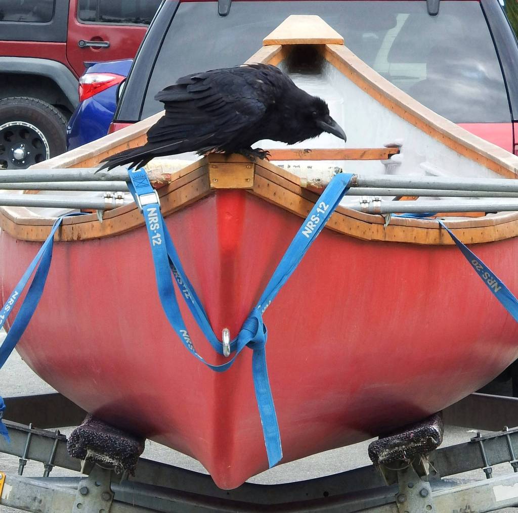 Raven on a canoe in the West Glacier trailhead parking lot, late June. (Photo by Linda Shaw)