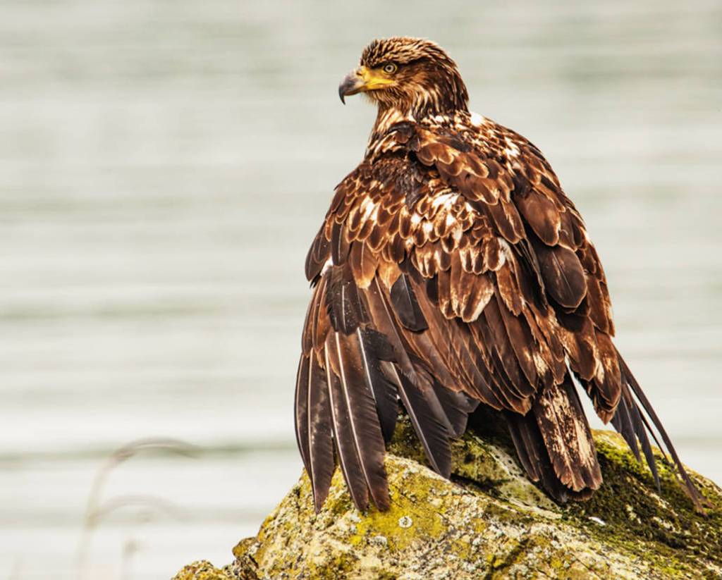Eagle at Fish Creek on June 25. (Photo by Scott Spickler)