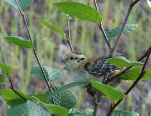 A spruce grouse chick in an alder bush along the path of the Trans-Alaska Pipeline. (Ned Rozell | For the Juneau Empire)