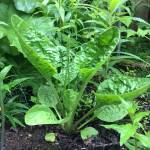 You can see the veins going to the outer edges of the leaf. Photo by Corinne Conlon.