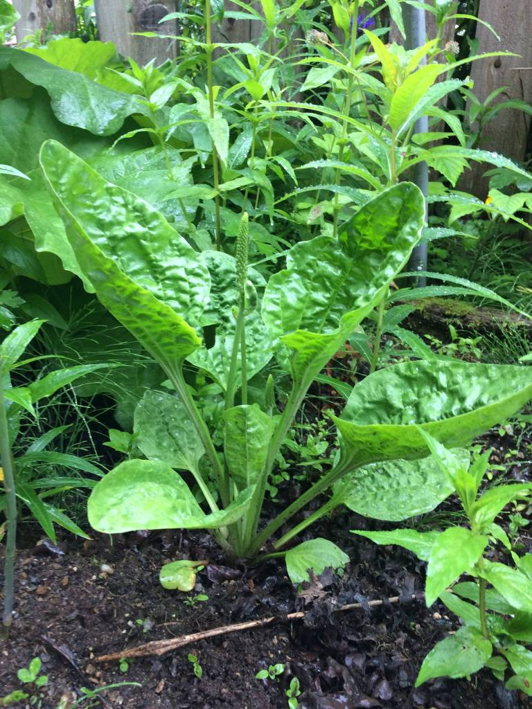 You can see the veins going to the outer edges of the leaf. Photo by Corinne Conlon.