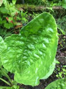 Plantago L major. Photo by Corinne Conlon.