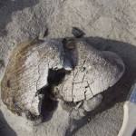 Paleocene clams being excavated, Ellesmere Island, Canada, 1984. Photo courtesy of Lou Marincovich.