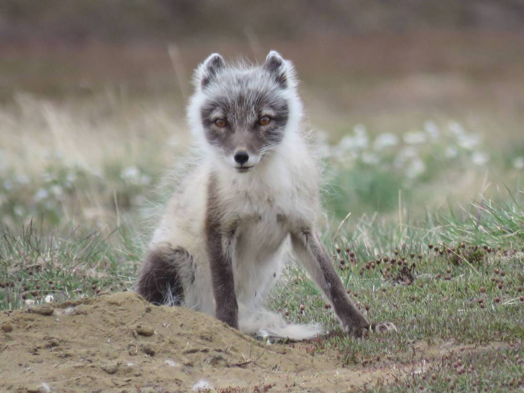 Biologists make room for the loons