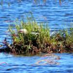 Biologists make room for the loons