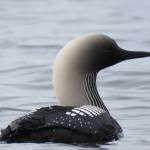 Biologists make room for the loons
