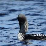 Biologists make room for the loons